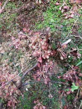 Image of Drosera communis St. Hil.