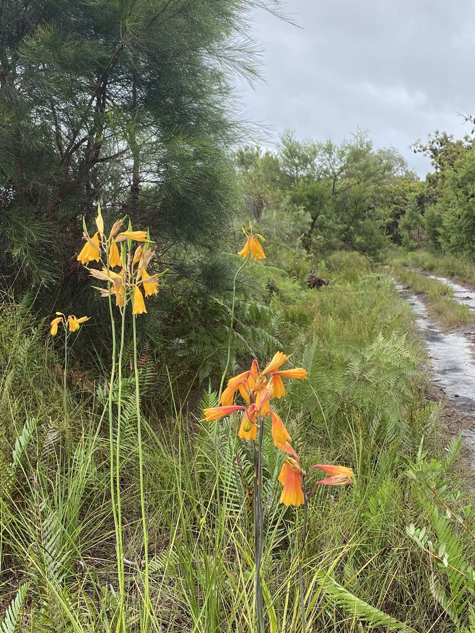 Слика од Blandfordia grandiflora R. Br.