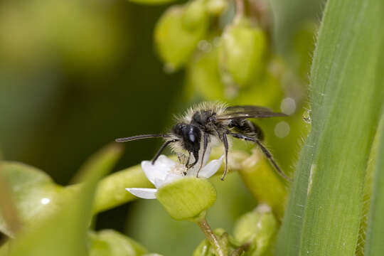 Image of Andrena anisochlora Cockerell 1936