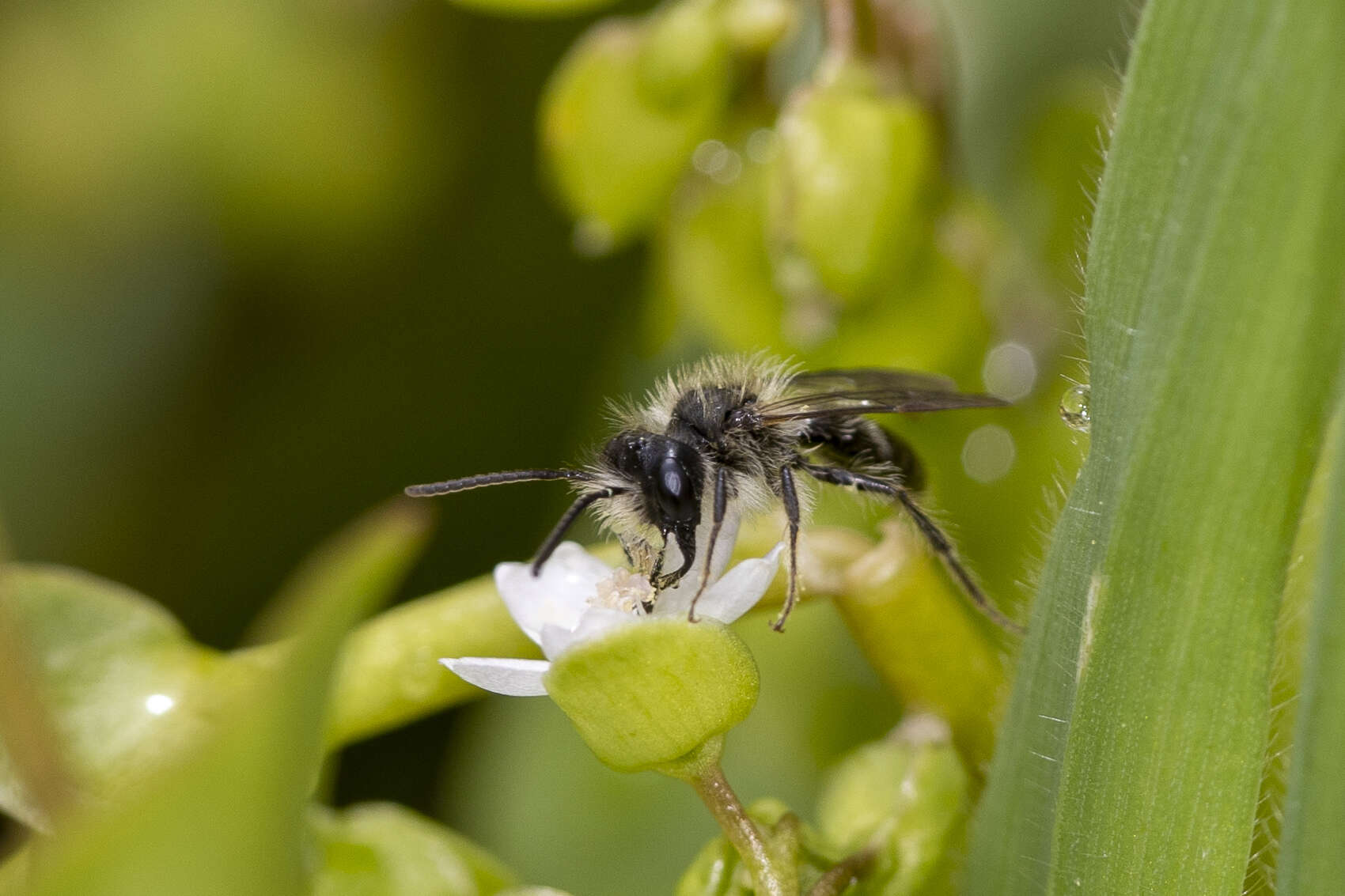 Andrena anisochlora Cockerell 1936 resmi