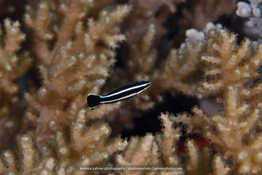 Image of Northern tubelip wrasse