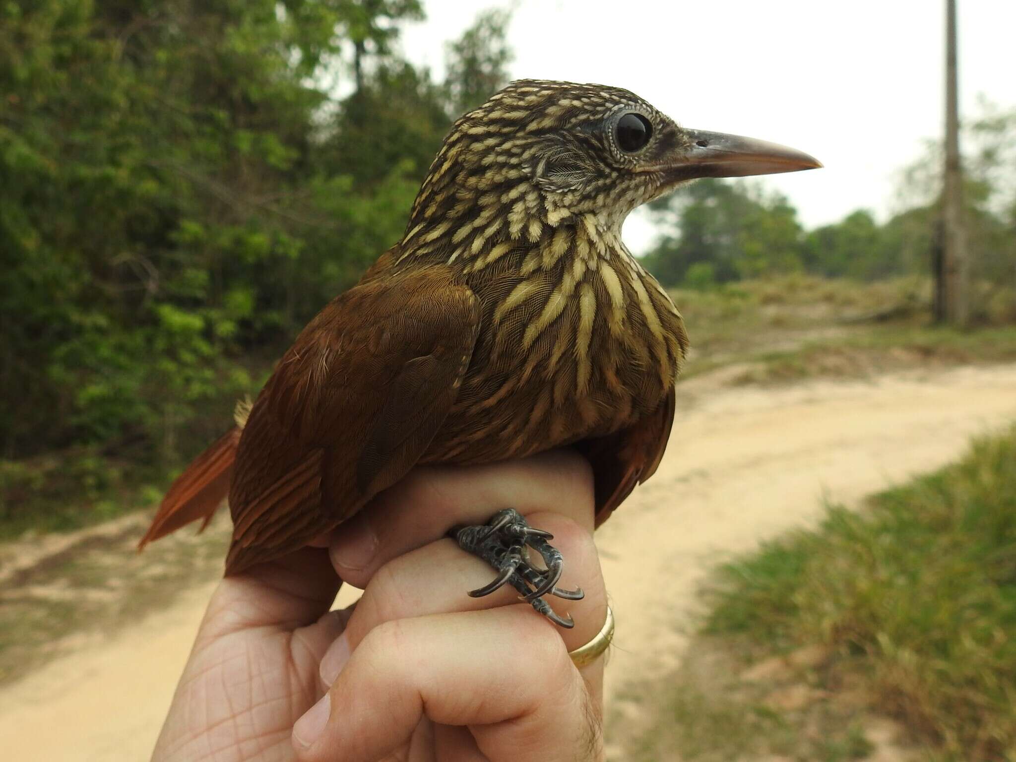 Image of Striped Woodcreeper