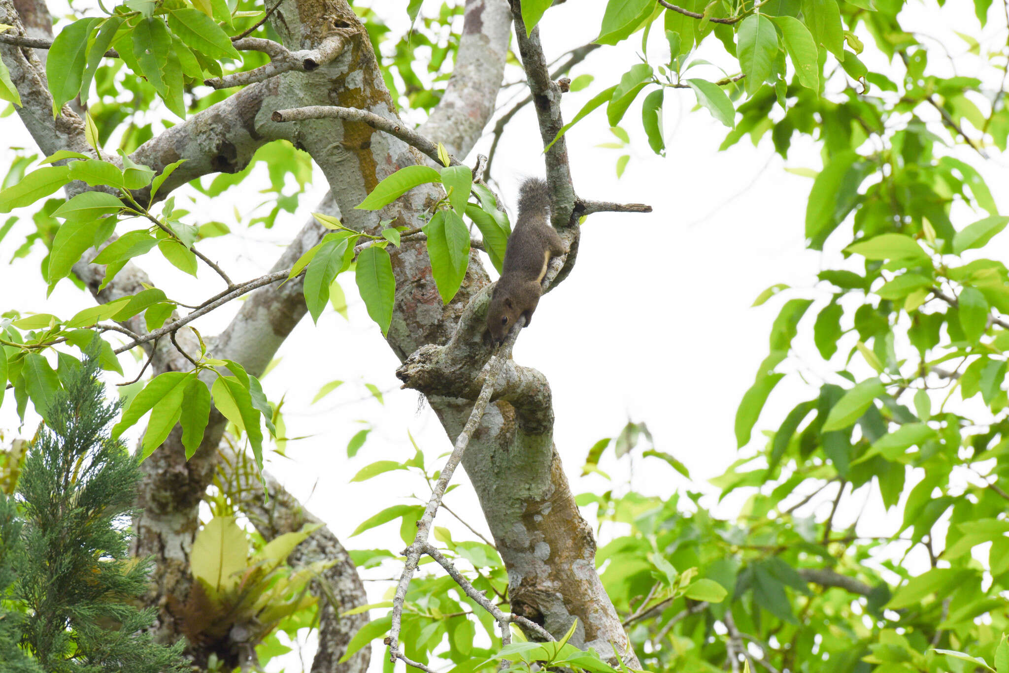 Image of Plantain Squirrel