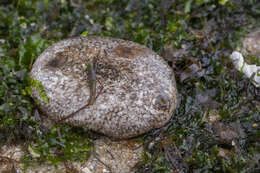 Image of Phyllophorella spiculata (Chang 1935)