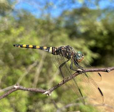 Image of Southern Riverking