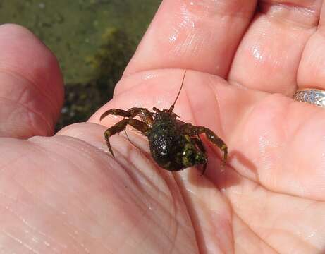 Image of Hairy Hermit Crab