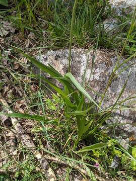 صورة Plantago argentea Chaix