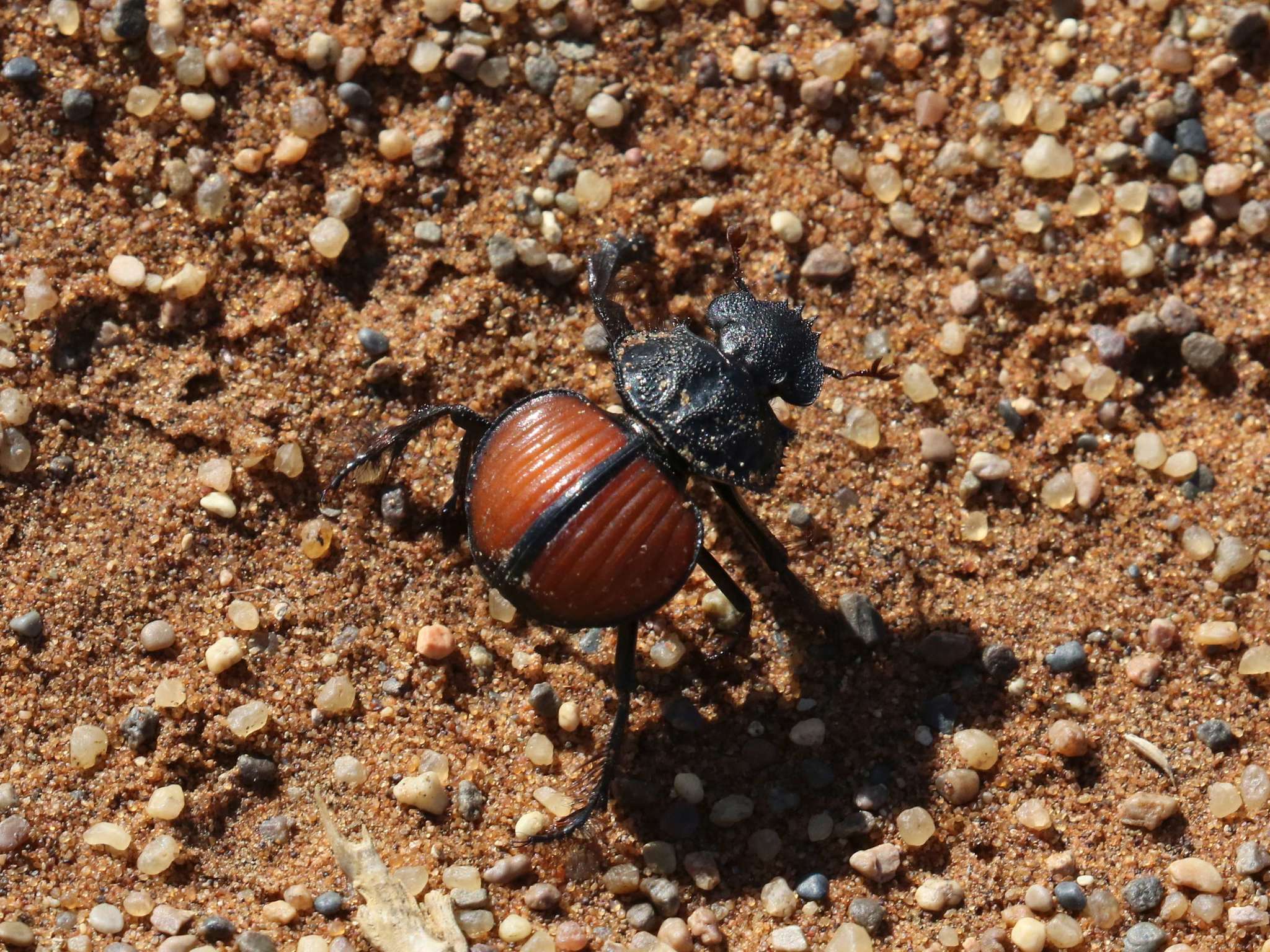 Слика од Pachysoma denticolle Péringuey 1888