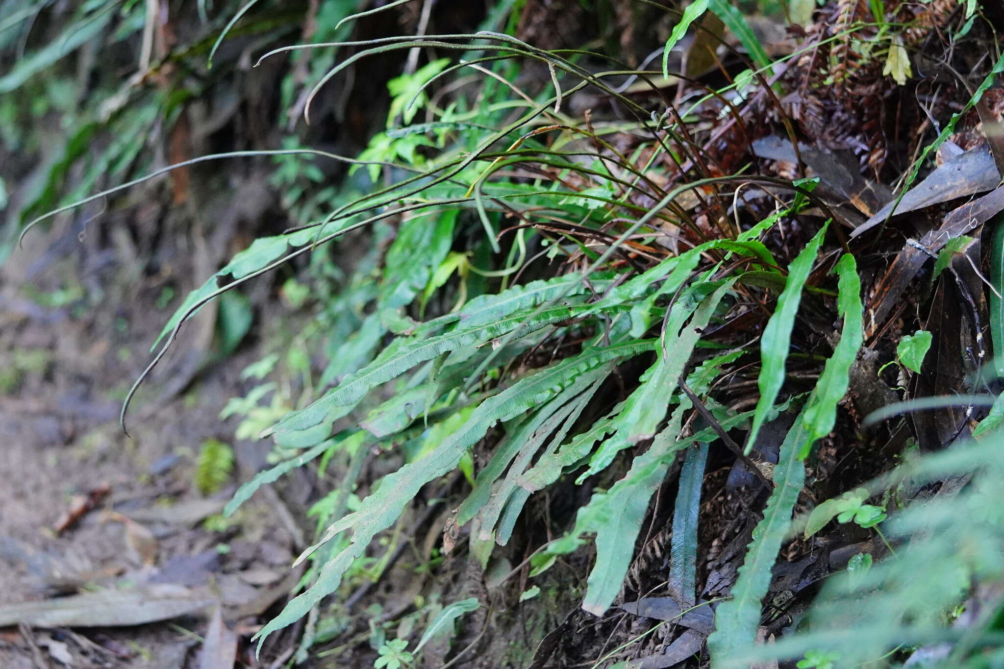 Plancia ëd Austroblechnum patersonii (R. Br.) Gasper & V. A. O. Dittrich