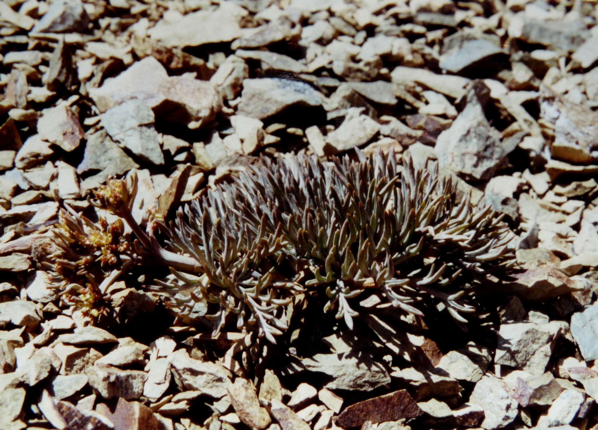 Image of Lignocarpa diversifolia (Cheesem.) J. W. Dawson