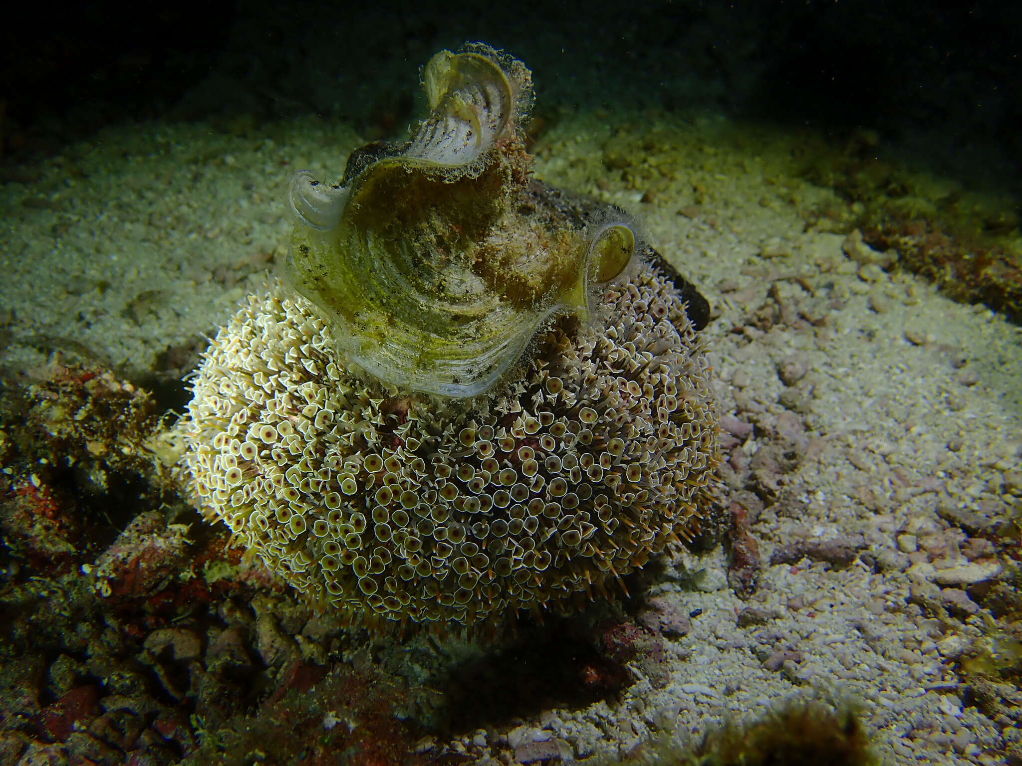 Image of Flower urchin