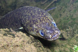 Image of Speckled longfin eel