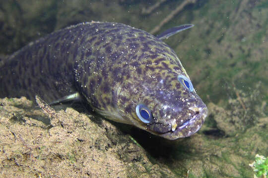 Image of Speckled longfin eel