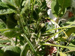 Image of soybean