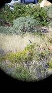 Image of Cape Bunting