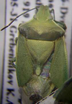 Imagem de <i>Brachynema germarii</i>