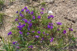 Image de Oxytropis revoluta Ledeb.