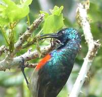 Image of Greater Double-collared Sunbird