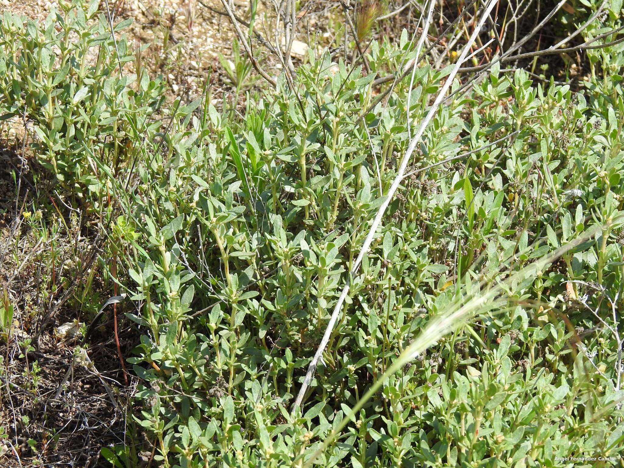 Helianthemum squamatum (L.) Pers.的圖片