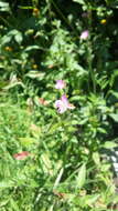 Image of rose evening primrose