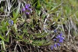 Sivun Polygala vulgaris subsp. vulgaris kuva