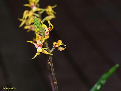 Image of Plocoglottis plicata (Roxb.) Ormerod