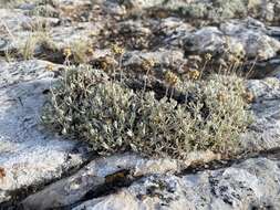 Image of rock tansy