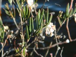 Image of bog rosemary