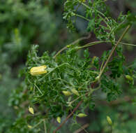 Image of Clematis aethusifolia Turcz.