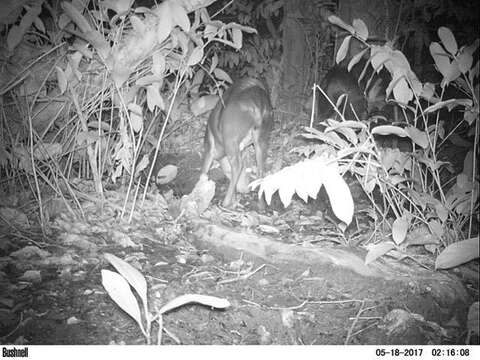 Image of yellow-backed duiker