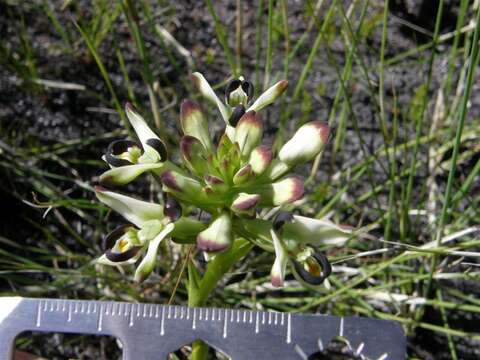 Слика од Disa bivalvata (L. fil.) T. Durand & Schinz