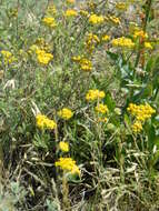 Sivun Achillea leptophylla Bieb. kuva