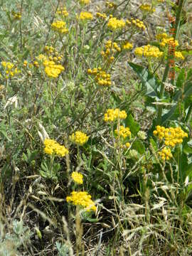 Image of Achillea leptophylla Bieb.