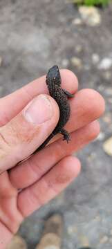 Image of Island Night Lizard