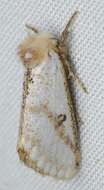 Image of Epicoma derbyana Strand 1929