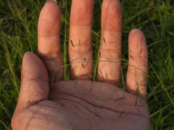 Image of elastic grass