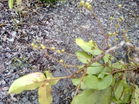 Image of Burasaia madagascariensis DC.