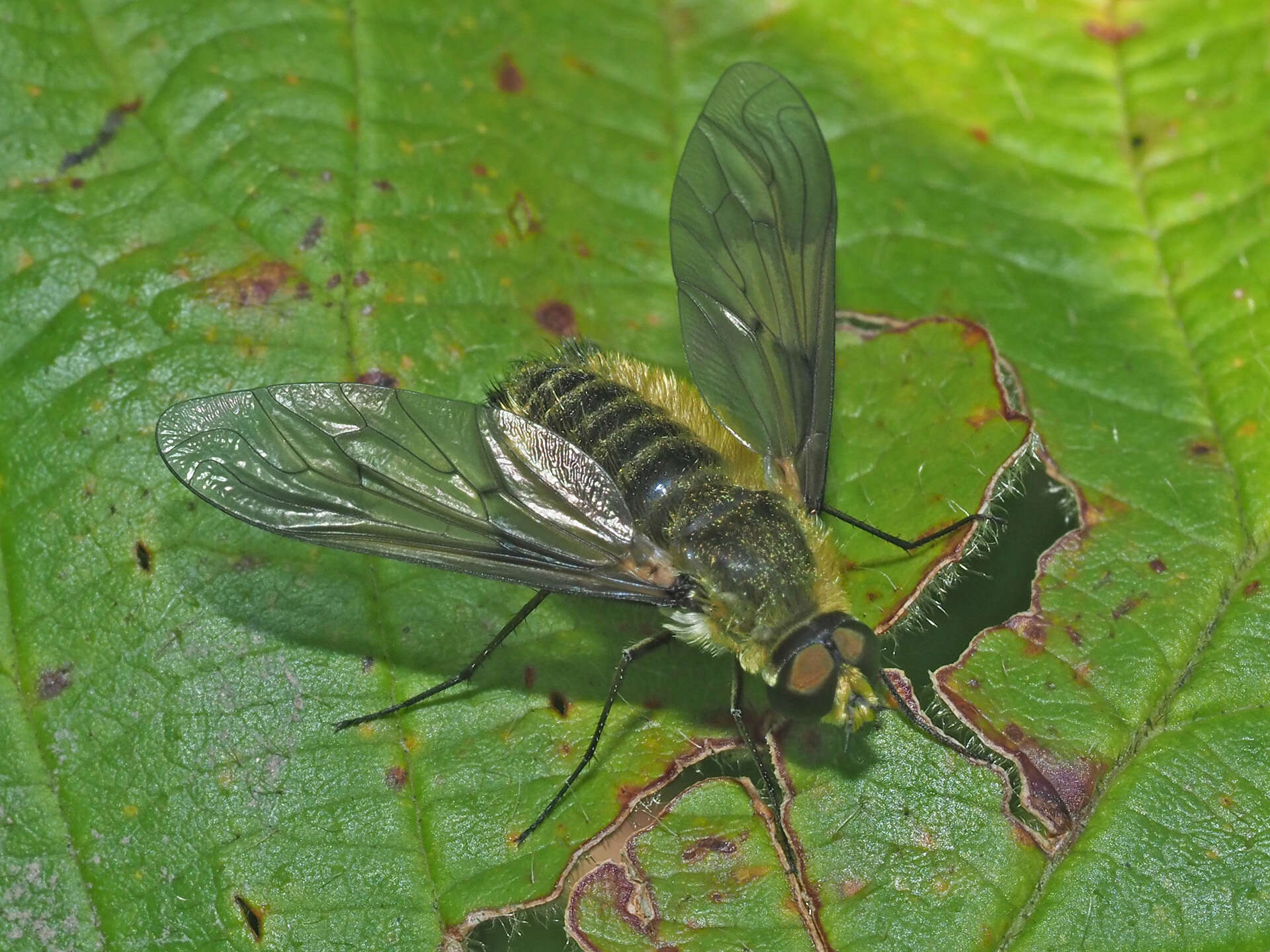 Image of Notolomatia pictipennis (Wiedemann 1828)