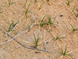 Image of Carex pachystylis J. Gay