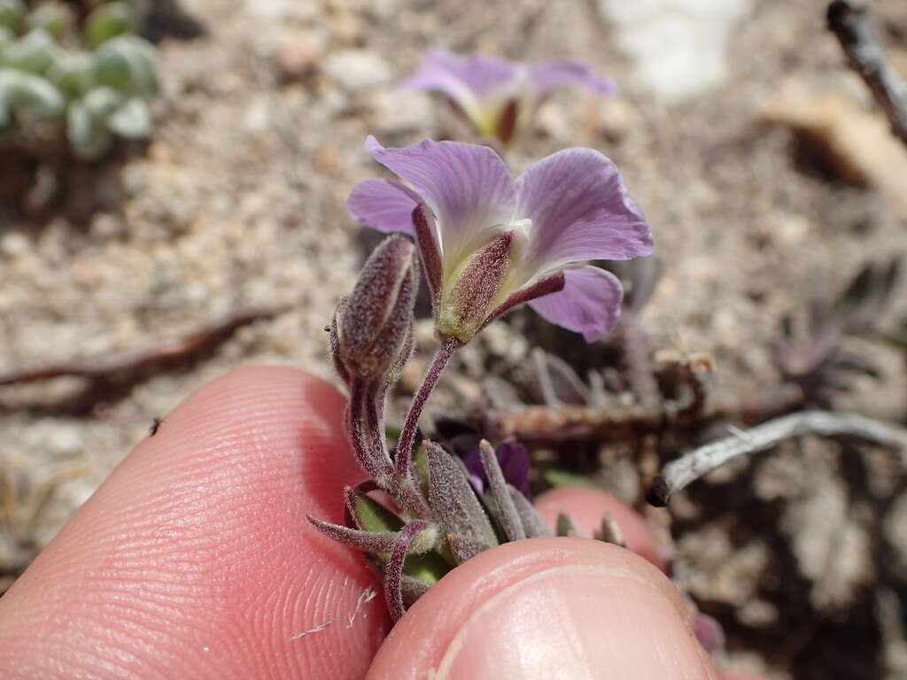 Слика од Heliophila nubigena Schltr.