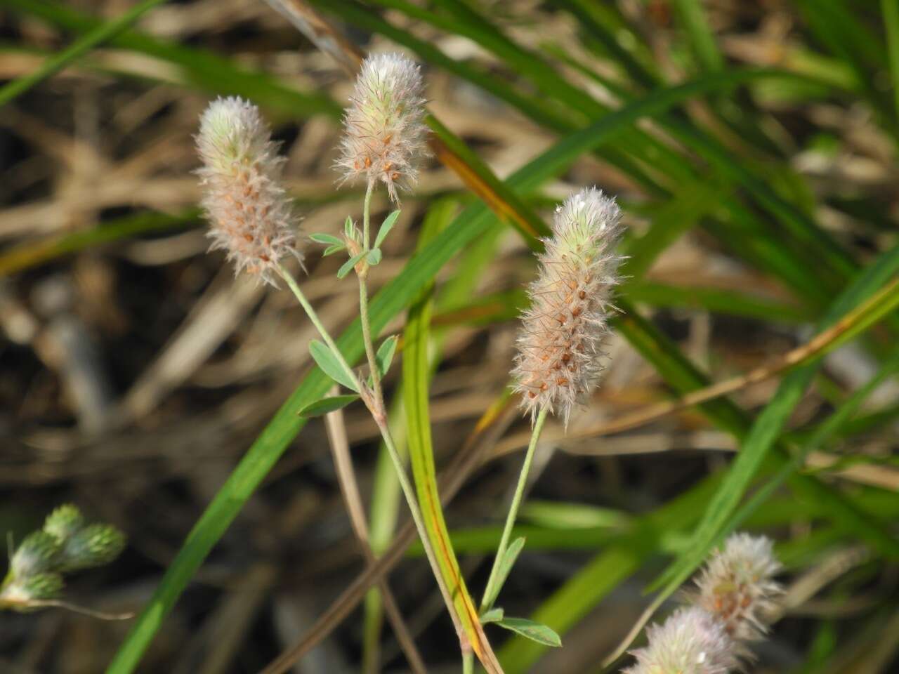 Plancia ëd Trifolium arvense var. arvense