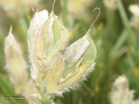 Image de Echinospartum ibericum