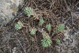 Sivun Petrosedum subulatum (C. A. Mey.) Afferni kuva