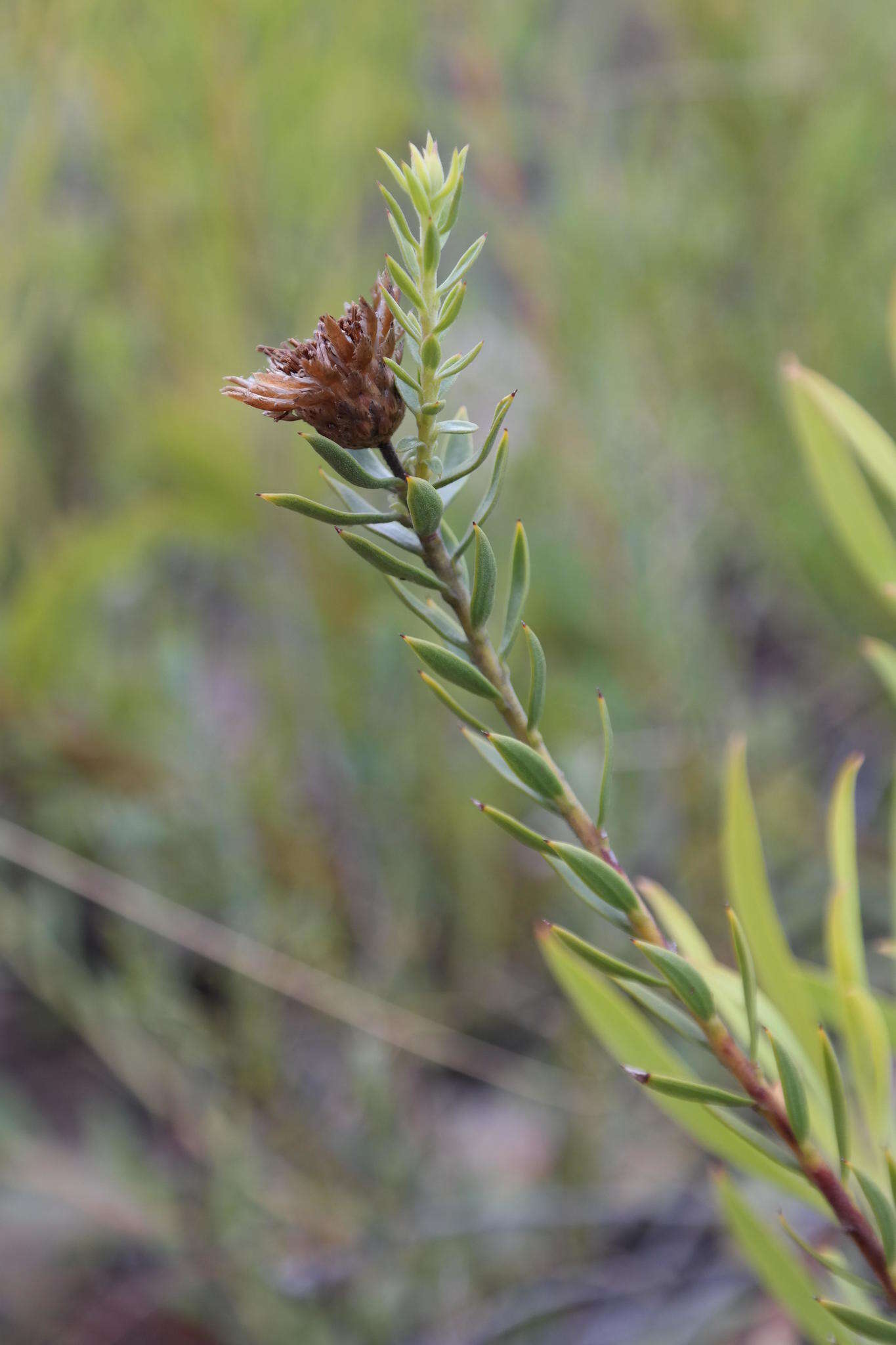 Plancia ëd Oedera calycina subsp. apiculata (DC.)