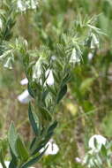 Image of western marbleseed