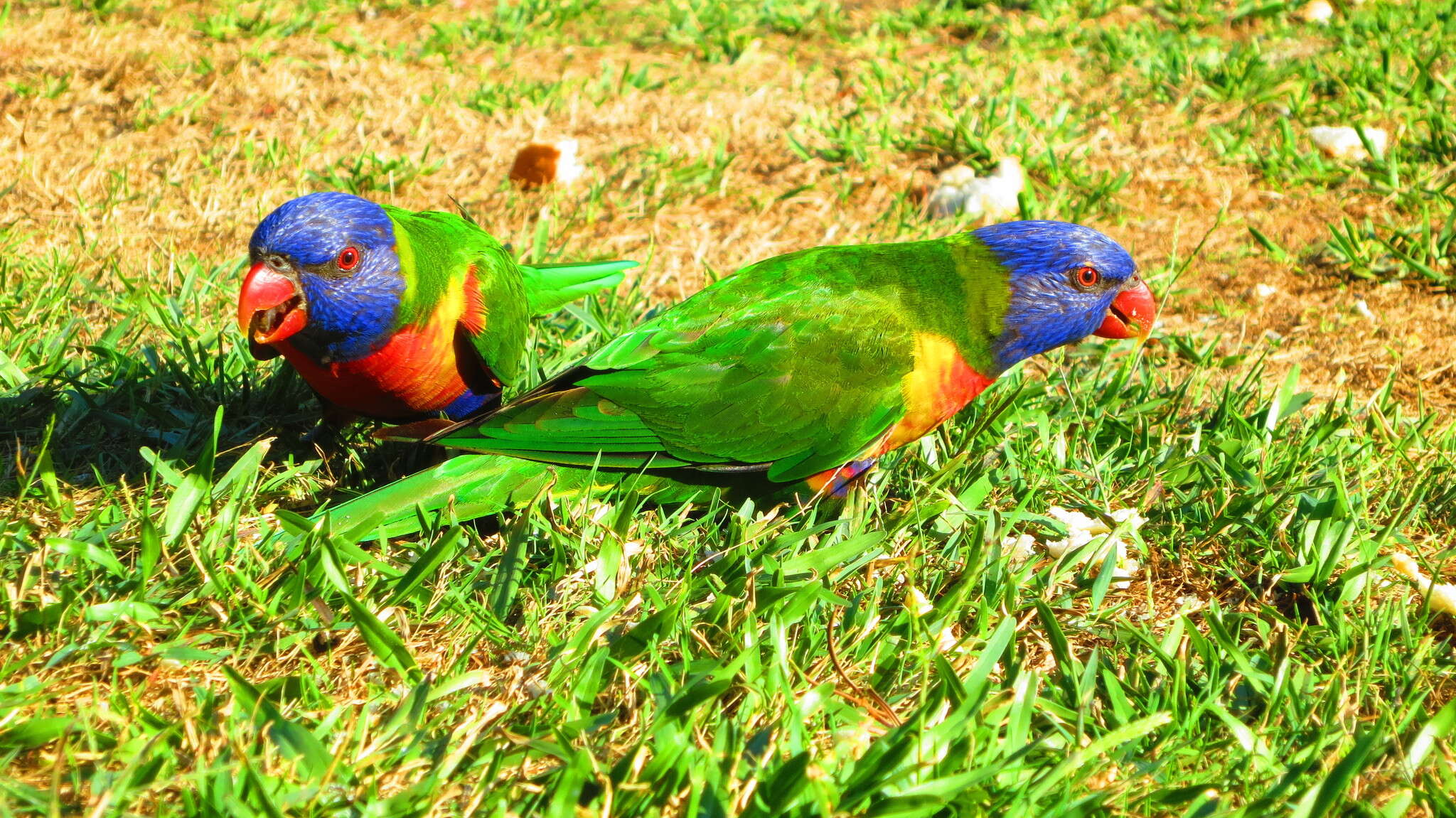 Image of Rainbow Lorikeet