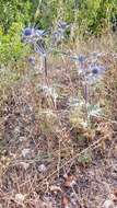 Eryngium amethystinum L. resmi