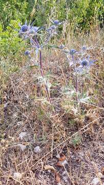 Eryngium amethystinum L. resmi