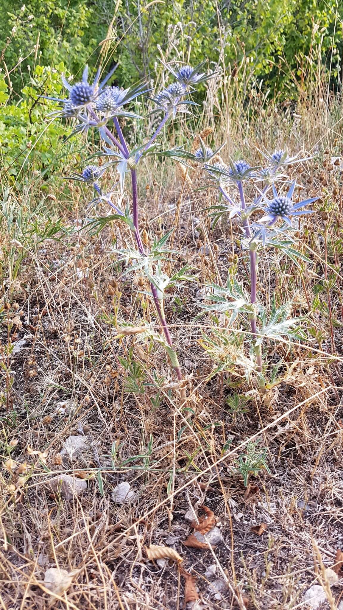 Image of amethyst eryngo