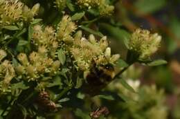 Слика од Bombus occidentalis occidentalis Greene 1858